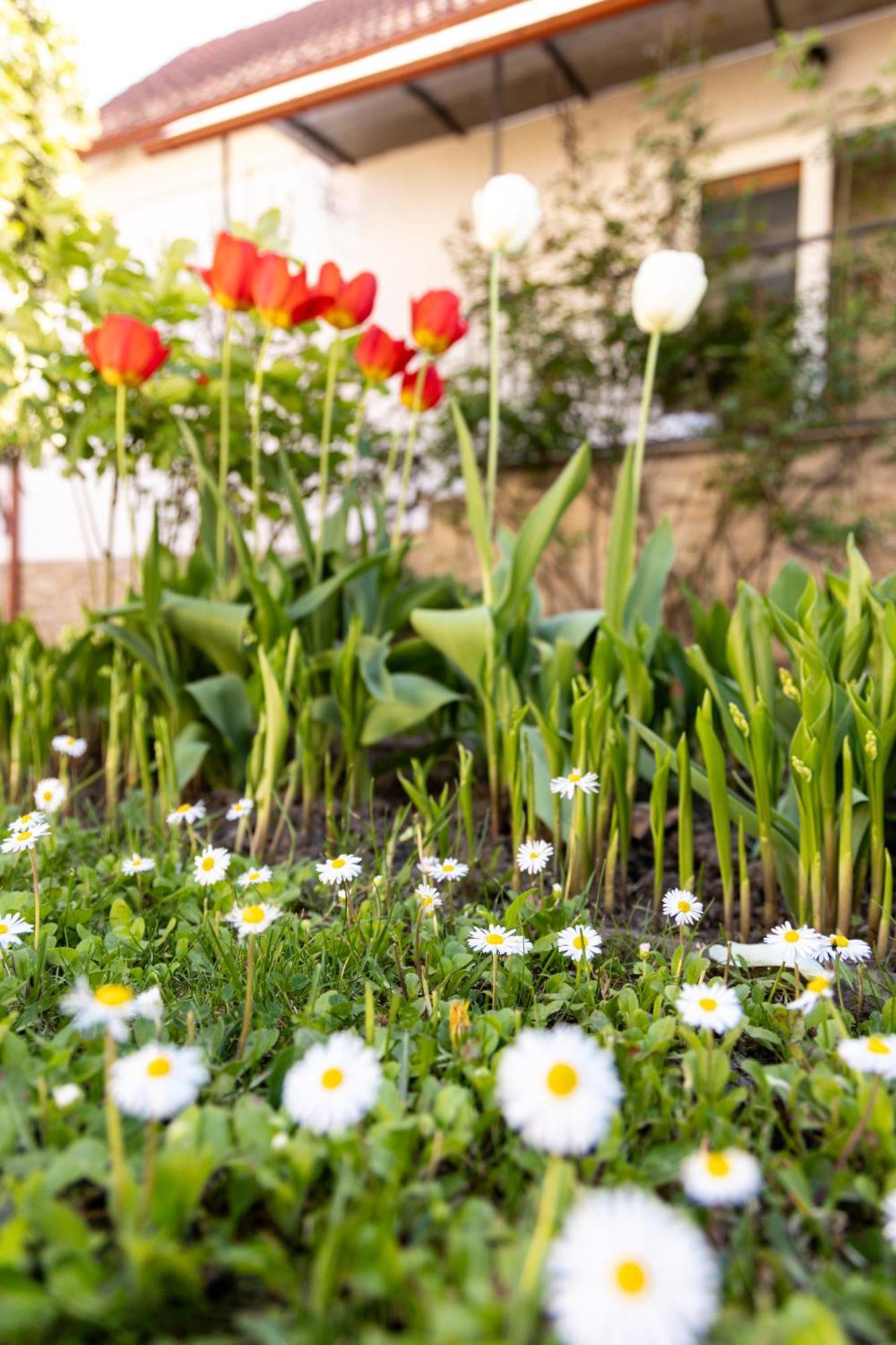 Green Garden Avrig Ngoại thất bức ảnh