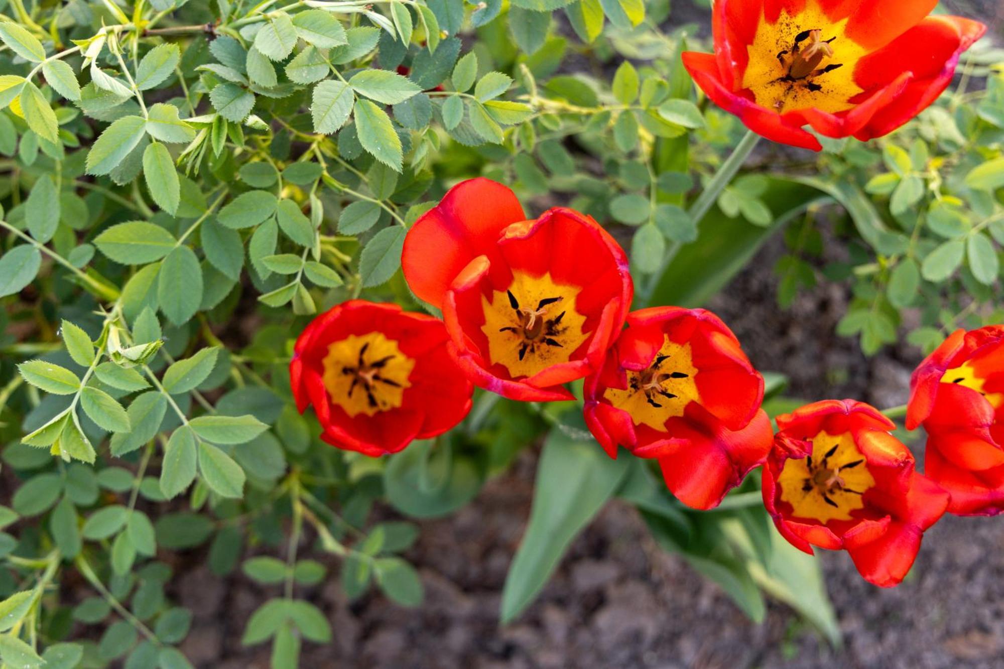 Green Garden Avrig Ngoại thất bức ảnh